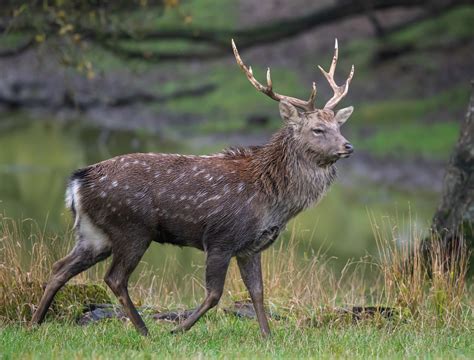 Sika Deer 777 Ranch