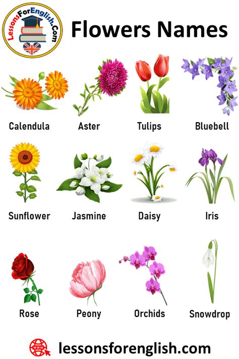 flowers names and definitions list of flower names a to z lessons for english