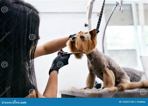 Dog Grooming At Pet Salon Funny Dog Getting Haircut Stock Photo