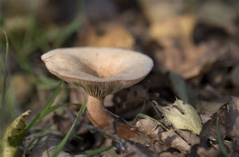 Wild English Forest Mushrooms Growing In Autumn Free Photo Download