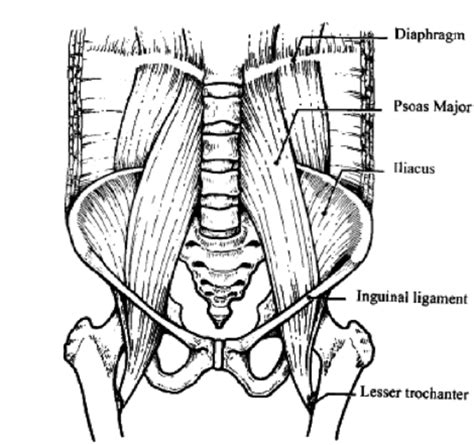 Anatomy Of Psoas Muscle Download Scientific Diagram