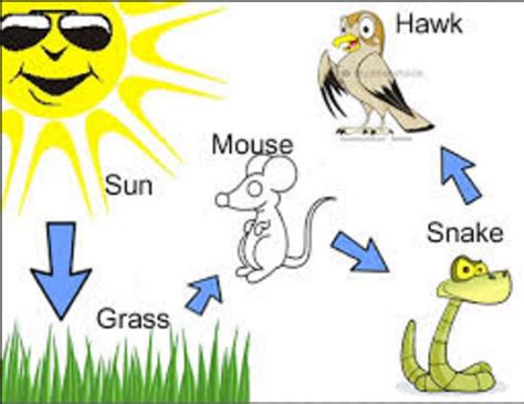 Simple Food Web Examples For Kids Images