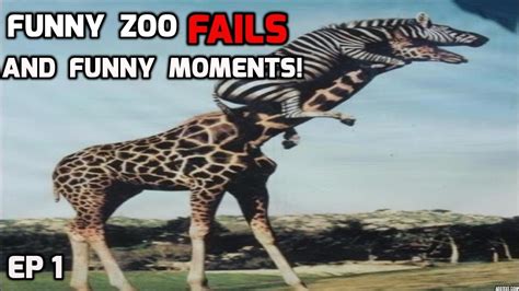 Funny Zoo Fails And Funny Zoo Moments Compilation Ep 1 Youtube