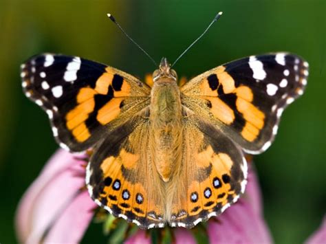 Painted Lady Butterfly Life Cycle And Interesting Facts