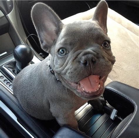 We are dog lovers first and breeders second. Home — Blueprinted Paws houston Texas blue frenchies ...