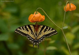Canadian Tiger Swallowtail Papilio Canadensis Trepanier Flickr
