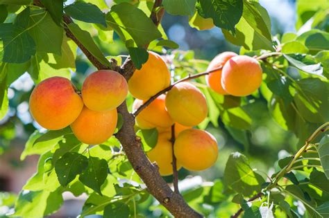 Apricot Tree Care How To Grow Apricots At Home