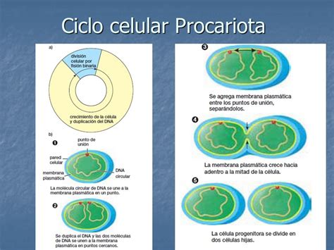 Ciclo Celular Procariota