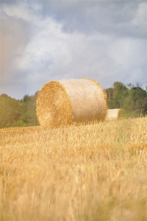 Hay Bales 8 Free Photo Download Freeimages