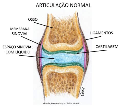 Sistema Esquelético Artrologia Estudo das articulações Lucas Simões