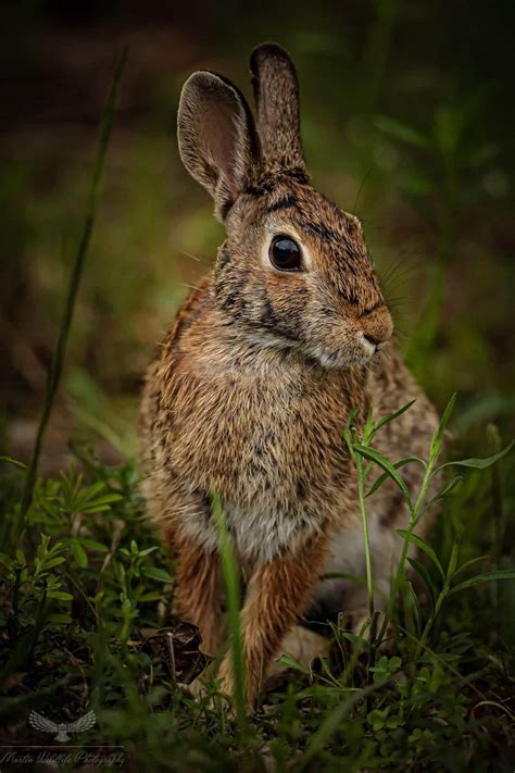 Eastern Cottontail Rabbits Hallmark Times