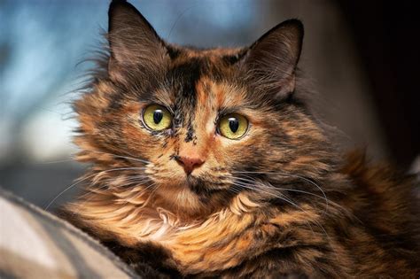 Tortoiseshell Cats Fun Facts About The Cat With Tor Titude PetReview