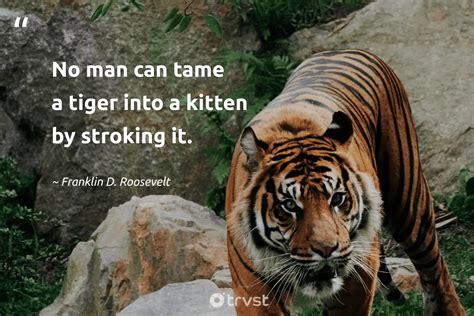 87 Tiger Quotes And Famous Sayings About Tigers 2022