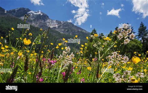 Colourful Wildflowers Hi Res Stock Photography And Images Alamy