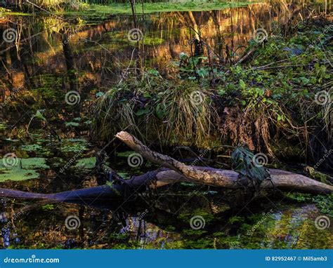 Rotten Tree Branches In A Marsh Stock Image Image Of Autumn Nature