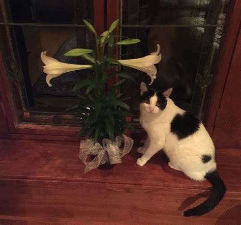 Easter Lilies Bring Surprising — And Deadly — Dangers To Cats Wgn Tv