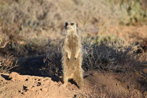 A Cute Meerkat In The Desert Of Oudtshoorn South Africa Stock Image