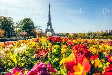 Eiffel Tower With Flowers In Paris France Stock Photo Download Image