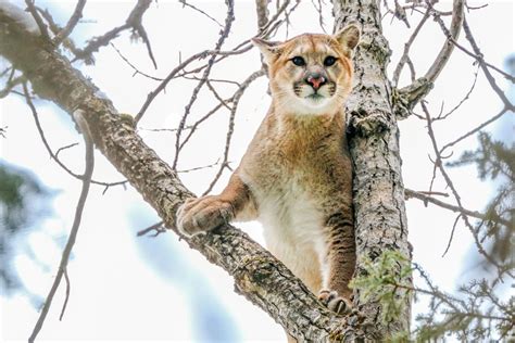 The Cat Came Back Canadas Cougar Comeback Canadian Geographic