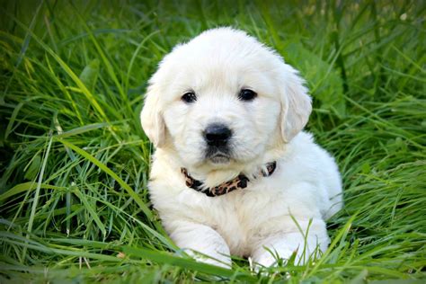 Find golden retriever puppies near you at lancaster puppies. Golden Retriever Puppies For Sale | Oregon City, OR #324220
