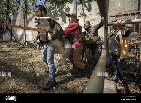 Kharkiv Ukraine Wednesday May 4 2022 Eco Park Employees Rescue