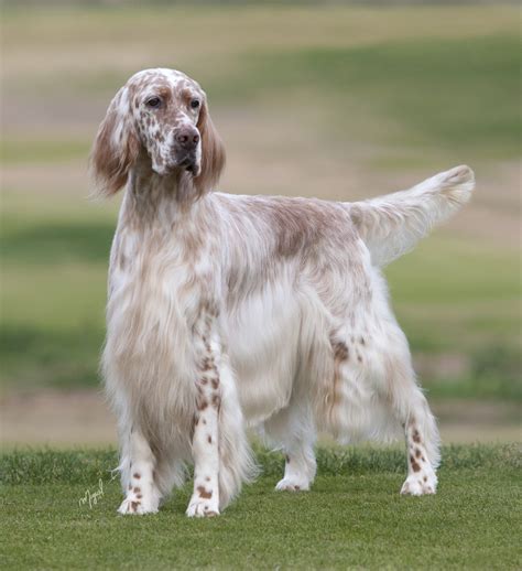 English Setters Show And Working Types