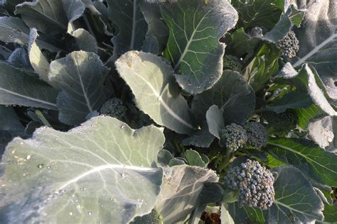 The Economics Of Homegrown Broccoli Greg Alders Yard Posts Southern