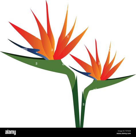 Vector Illustration Of Colorful Bird Of Paradise Flowers On White