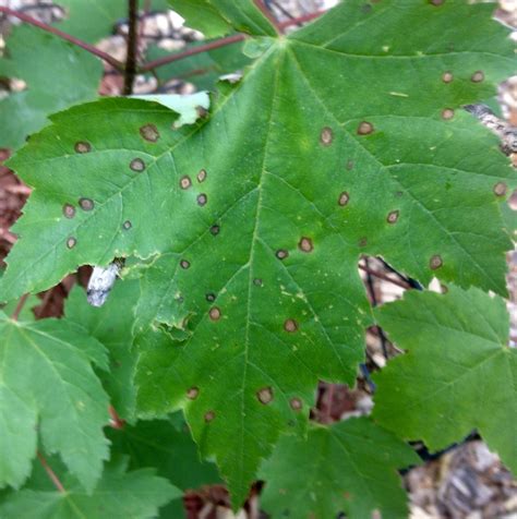 Brown Spots On Oak Tree Leaves 401469 Ask Extension