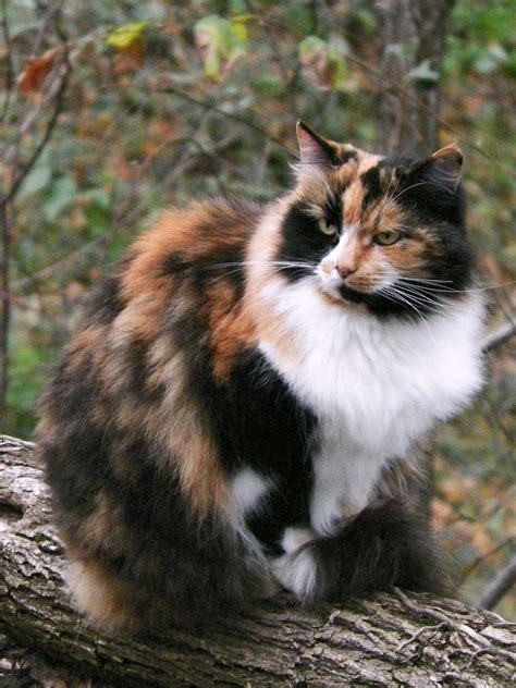 Maine Coon Calico Brotampa