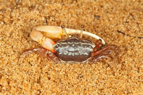 Coastal Crabs Of India — Photofeature Conservation India
