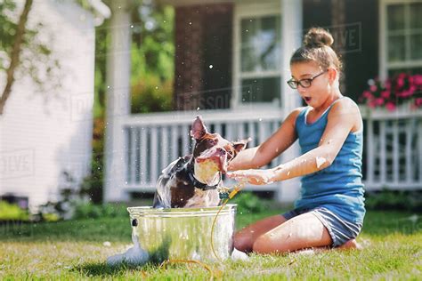 Girl Washing Dog In Bucket Stock Photo Dissolve