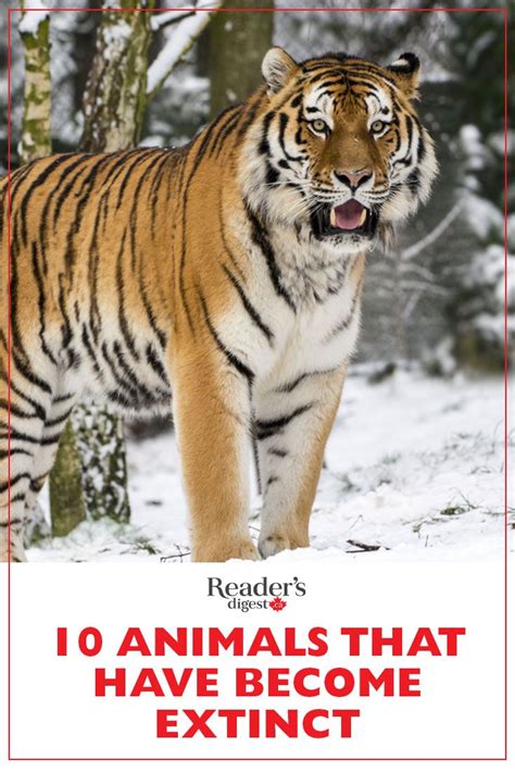 10 Animals That Have Become Extinct In The Last 100 Years Extinction