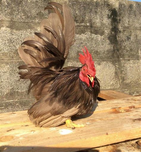 Japanese Bantam Chocolate Chickens And Roosters Chicken Farm Barnyard Buddies