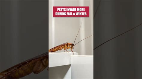 Say Goodbye To Roach Invaders With These Effective Methods