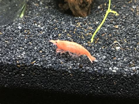 Cherry Shrimp Sexing Help My Aquarium Club