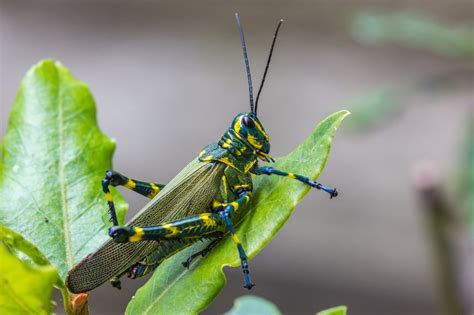 8 Natural Ways To Get Rid Of Grasshoppers In Your Garden Natural