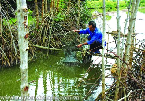 Nuôi Tôm Rừng Tại Viêt Nam Gắn Quyền Lợi Và Trách Nhiệm Cho Từng Hộ Nuôi Tạp Chí Thủy Sản