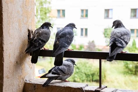 8 Great Ways To Keep Pigeons Off Your Balcony