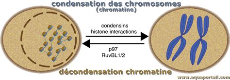 Condensation Des Chromosomes Définition Et Explications