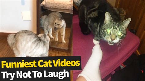 Try Not To Laugh Funny Cats Ultimate Cat Compilation 2019 Youtube