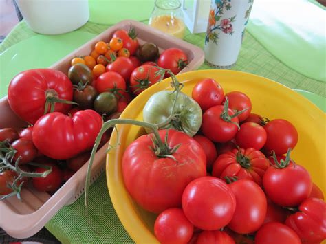 Wann kann man tomaten ernten? Online-Kurs: Sorgenfrei zu Traum-Tomaten im Freiland ...