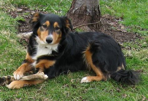 Look at pictures of english shepherd puppies who need a home. English Shepherd - Puppies, Facts, Pictures, Breeders ...