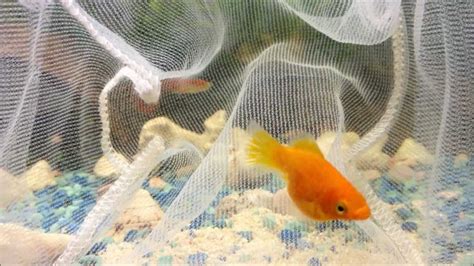 Orange Balloon Molly Giving Birth Youtube