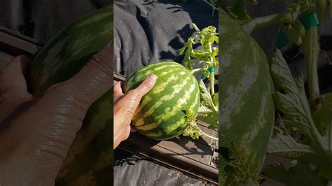 Harvesting My First Watermelon Youtube