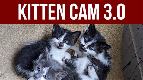 Day 4 Live Kitten Cam 30 Youtube
