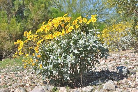 Desert In Bloom Brittlebush Plants Thrive In The Dry Southwest Live