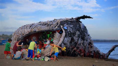 Dead Whale Washes Up In Philippines Shores With 40 Kg Of Plastic In Its