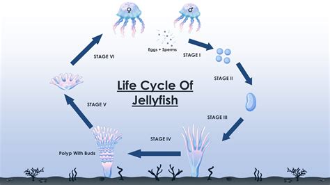 The Life Cycle Of A Jellyfish Youtube