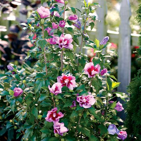 15 Rose Of Sharon Varieties To Light Up Your Garden